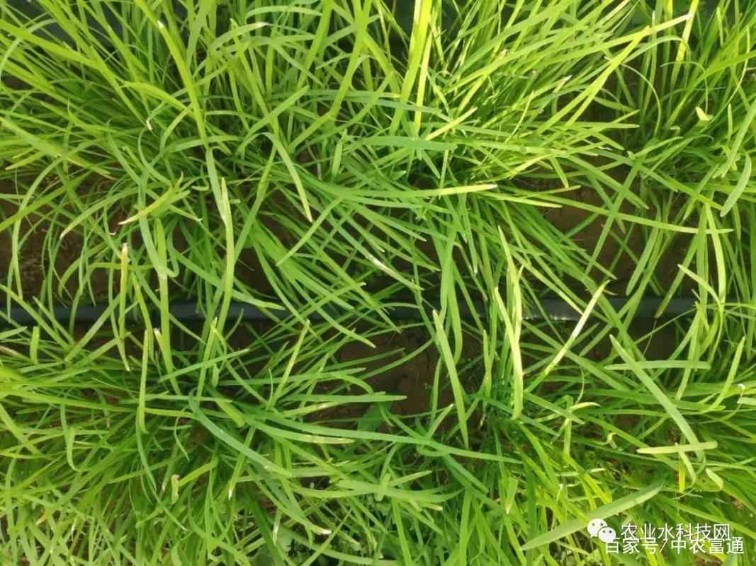 大棚蔬菜生产应用滴灌带有哪些好处?